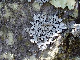 Attēlu rezultāti vaicājumam “Parmelia sulcata”