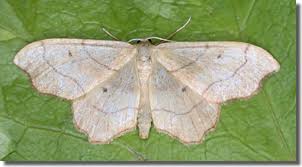 Attēlu rezultāti vaicājumam “Idaea emarginata”