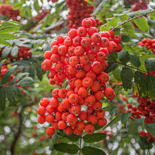 Attēlu rezultāti vaicājumam “Sorbus aucuparia fruit”