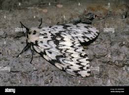 Attēlu rezultāti vaicājumam “Lymantria monacha imago”