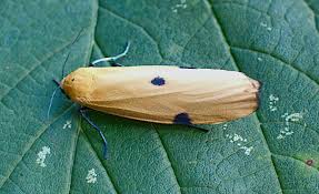 Attēlu rezultāti vaicājumam “Lithosia quadra male”