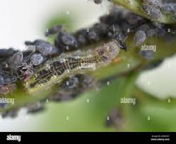 Attēlu rezultāti vaicājumam “Syrphus sp. imago”