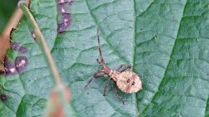 Attēlu rezultāti vaicājumam “Coreus marginatus nymph”