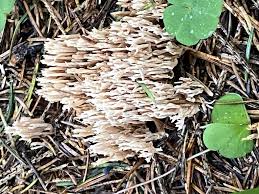 Attēlu rezultāti vaicājumam “Clavaria straminea”