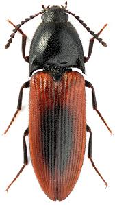 Attēlu rezultāti vaicājumam “Ampedus sanguinolentus”