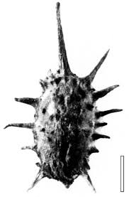 Attēlu rezultāti vaicājumam “Ceratophyllaceae”