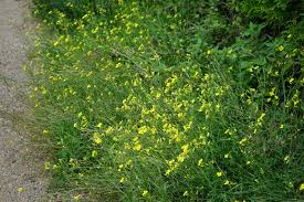 Image result for Diplotaxis tenuifolia