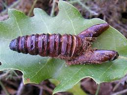 Attēlu rezultāti vaicājumam “Cossus cossus”