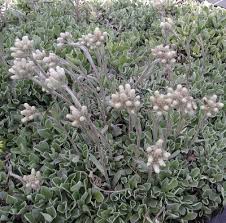 Attēlu rezultāti vaicājumam “Antennaria dioica leaf”