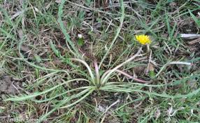 Attēlu rezultāti vaicājumam “Taraxacum suecicum flower”