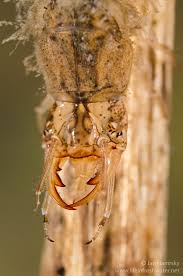Attēlu rezultāti vaicājumam “Hydrochara caraboides”