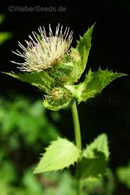 Attēlu rezultāti vaicājumam “Cirsium oleraceum”