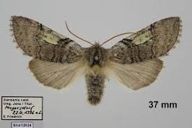 Attēlu rezultāti vaicājumam “Achlya flavicornis”