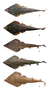 Image result for Rhinobatos rhinobatos