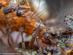 Attēlu rezultāti vaicājumam “Chrysopidae eggs”