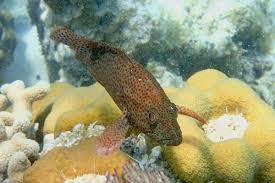 Image result for Cephalopholis cruentata