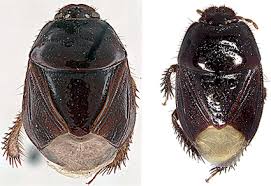 Attēlu rezultāti vaicājumam “Cydnidae”