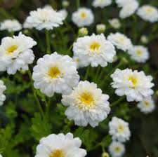 Image result for Tanacetum parthenium