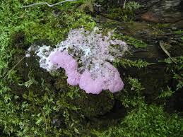 Attēlu rezultāti vaicājumam “Fuligo septica var. rosea”