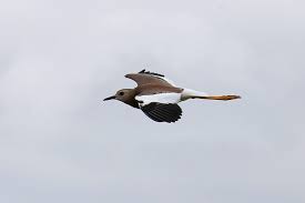 Image result for Vanellus leucurus