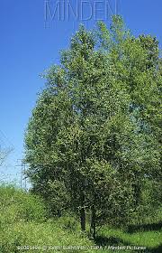 Attēlu rezultāti vaicājumam “Populus simonii”