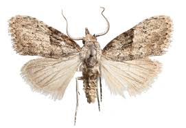 Attēlu rezultāti vaicājumam “Nolidae”