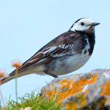 Attēlu rezultāti vaicājumam “Motacilla alba nest”