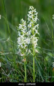 Attēlu rezultāti vaicājumam “Platanthera bifolia leaf”
