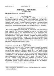 Attēlu rezultāti vaicājumam “Cudoniella acicularis”