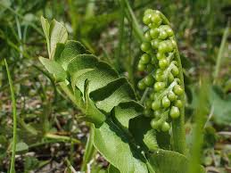 Attēlu rezultāti vaicājumam “Botrychium lunaria”