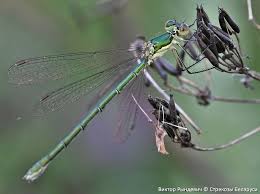 Attēlu rezultāti vaicājumam “Lestes virens female”