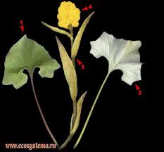 Attēlu rezultāti vaicājumam “Petasites spurius”