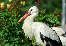 Attēlu rezultāti vaicājumam “Ciconia ciconia adult”