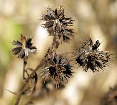 Attēlu rezultāti vaicājumam “Bidens frondosa fruit”