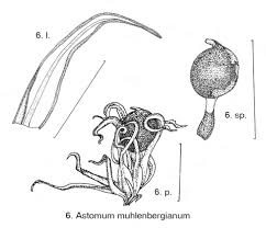 Attēlu rezultāti vaicājumam “Anomodon viticulosus sporophyte”