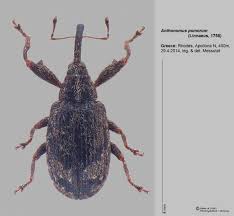 Attēlu rezultāti vaicājumam “Anthonomus pomorum”