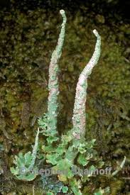 Attēlu rezultāti vaicājumam “Cladonia ochrochlora”