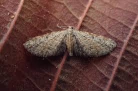 Attēlu rezultāti vaicājumam “Eupithecia tenuiata”