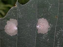 Attēlu rezultāti vaicājumam “Tischeria ekebladella”