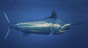 Image result for Makaira mazara