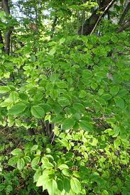 Attēlu rezultāti vaicājumam “Syringa reticulata subsp. amurensis leaf”