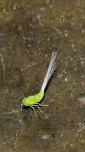 Attēlu rezultāti vaicājumam “Macrosteles sp. nymph”