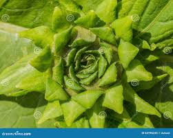 Attēlu rezultāti vaicājumam “Inula britannica bud”