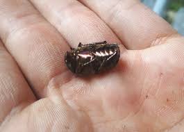 Attēlu rezultāti vaicājumam “Potosia cuprea imago”