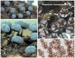 Attēlu rezultāti vaicājumam “Physarum leucophaeum stalked”