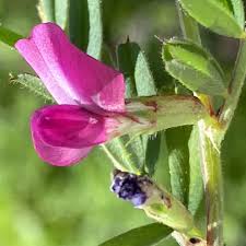 Attēlu rezultāti vaicājumam “Vicia angustifolia leaf”