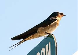 Attēlu rezultāti vaicājumam “Hirundinidae”
