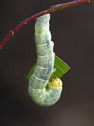 Attēlu rezultāti vaicājumam “Enargia paleacea”