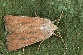 Attēlu rezultāti vaicājumam “Chortodes fluxa”