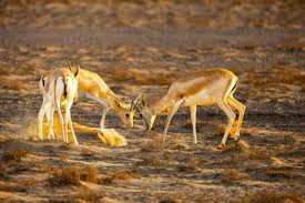 Attēlu rezultāti vaicājumam “Artiodactyla”